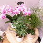 Rotterdam orchidee roze